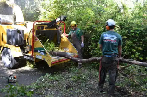 tree services St. Ansgar